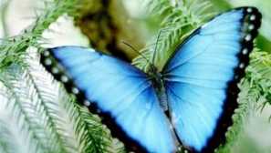 Колко пеперуди живеят: цял живот на крилати красавици